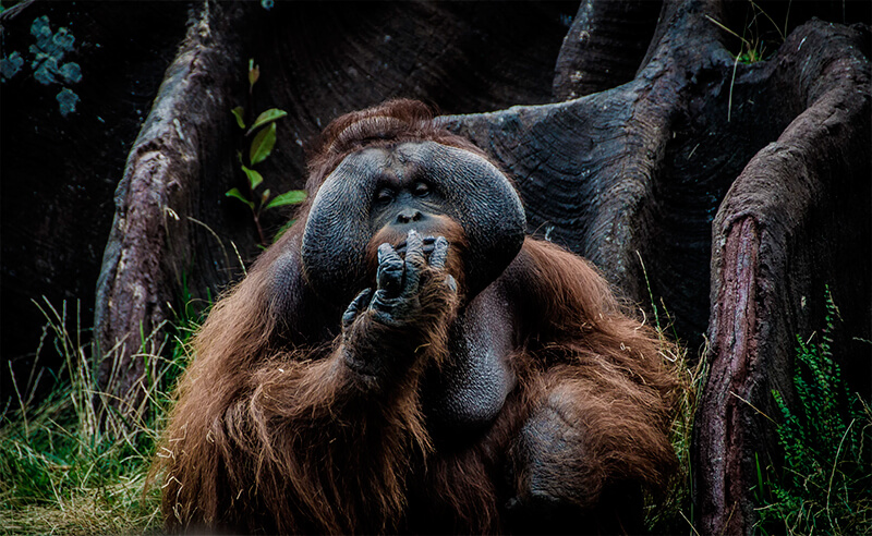 Orangotango de Bornéu (Pongo pygmaeus)