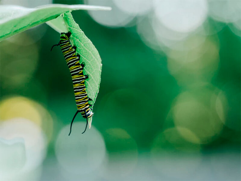 Caterpillar camuflada atrás de uma folha