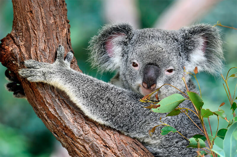 Foto frontal de um coala