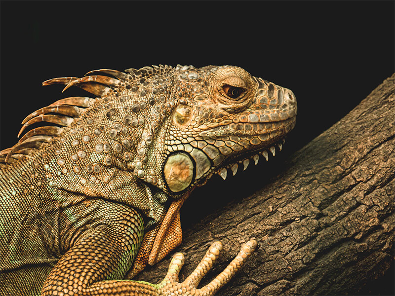 A iguana pertence à família dos lagartos