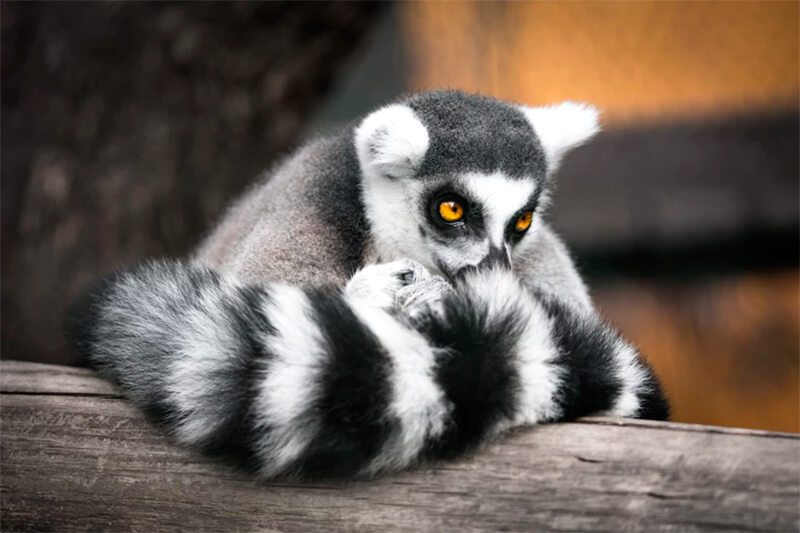 Lemur apoiado em um tronco