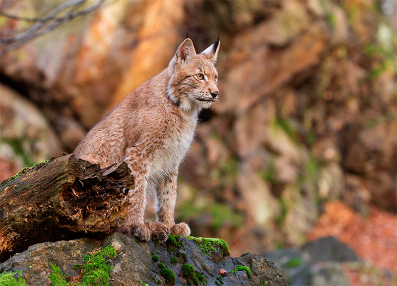 Lynx apoiado em uma rocha
