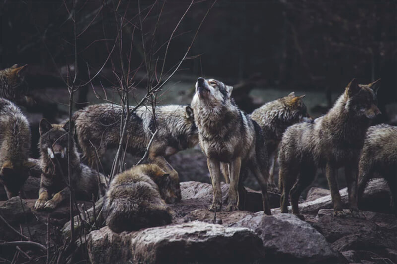 Matilha de lobos