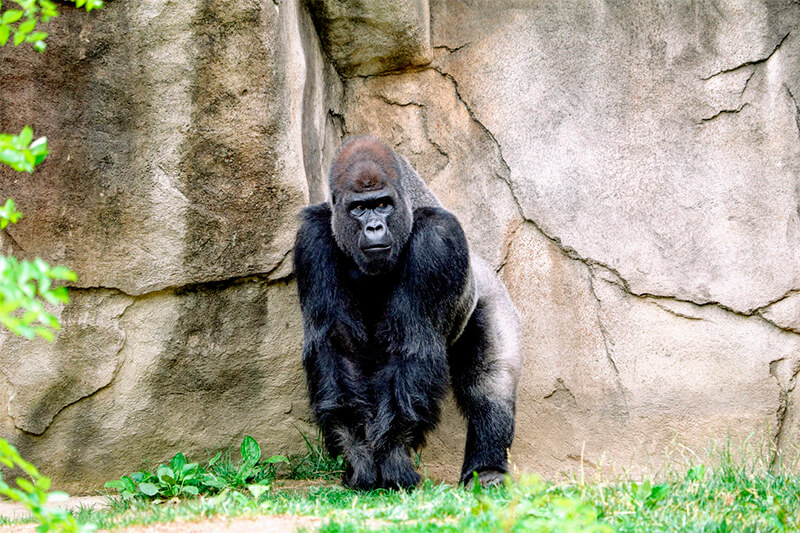 Podemos observar o dorso prateado deste gorila
