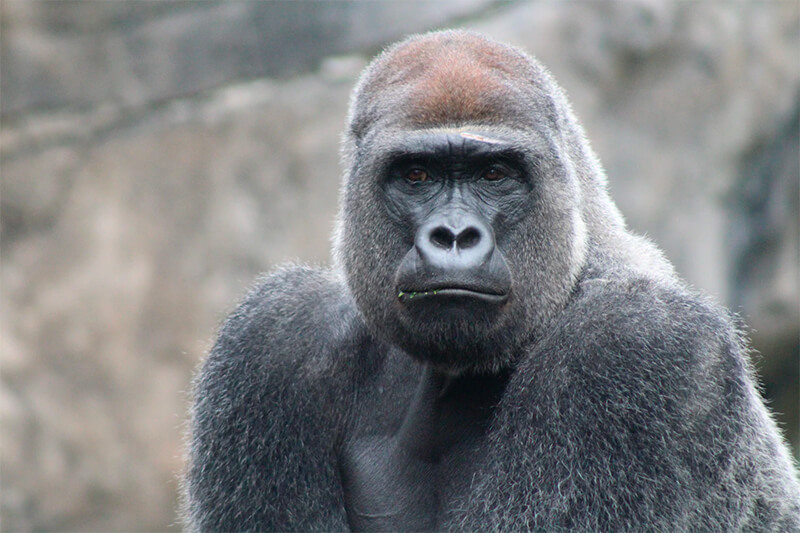 Gorila visto de frente
