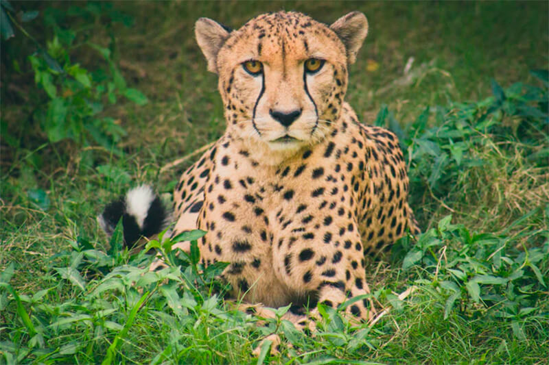 Cheetah de frente