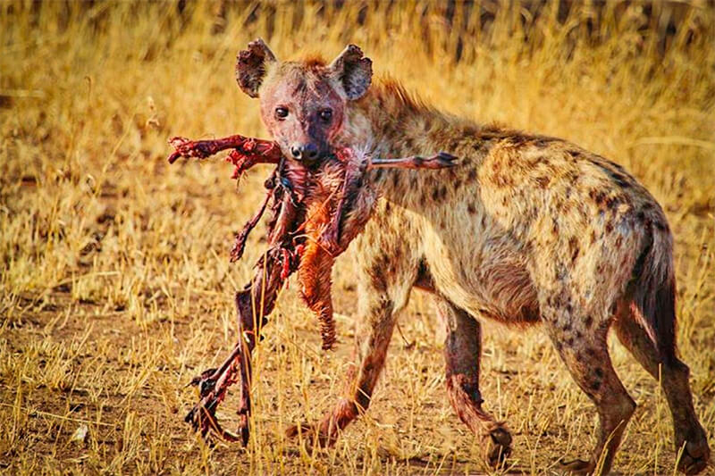 Hiena carregando carroña