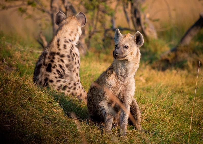 Casal de hiena