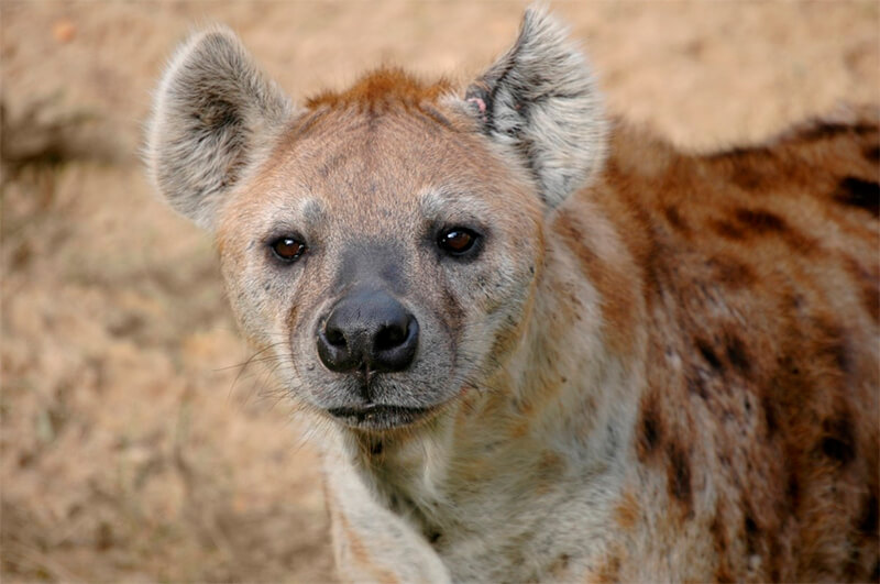 Close de uma hiena