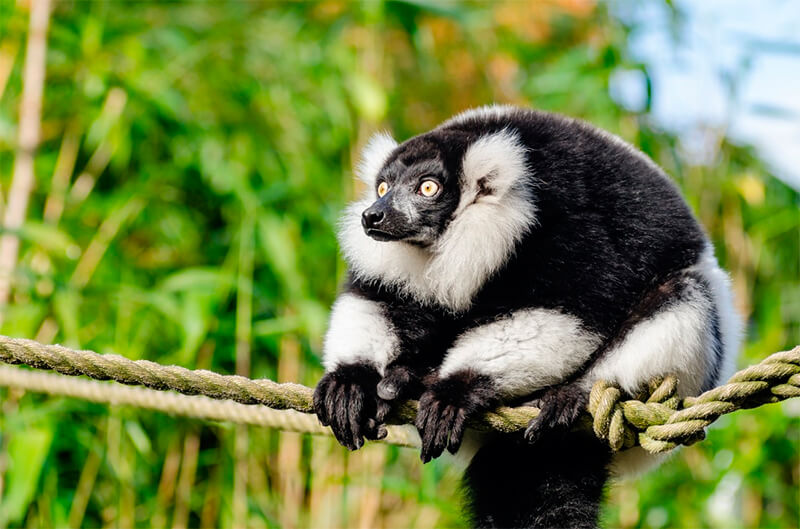 Indri preso em uma corda em uma área protegida
