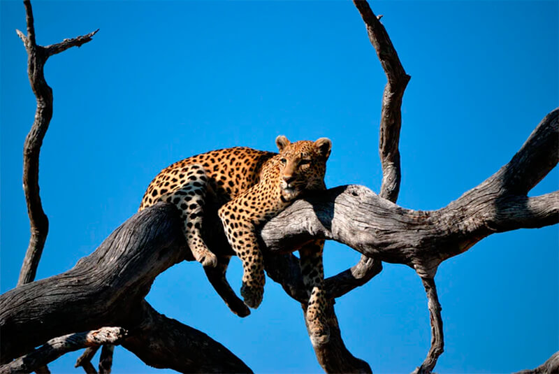 Leopardo descansando em um galho