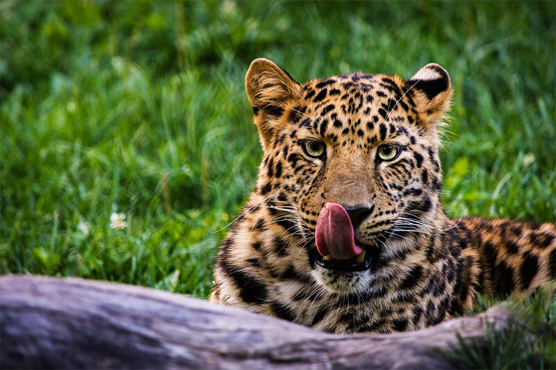 Lambendo o leopardo