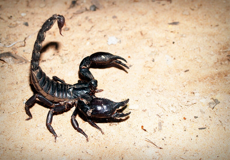 Escorpião sendo agressivo