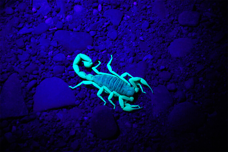 Escorpião sob luz ultravioleta