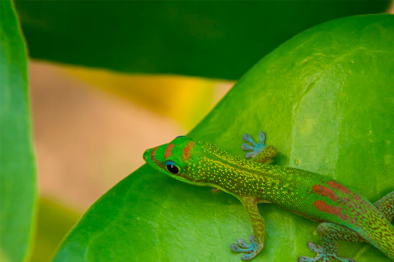 A lagartixa esverdeada é mais comum em áreas tropicais