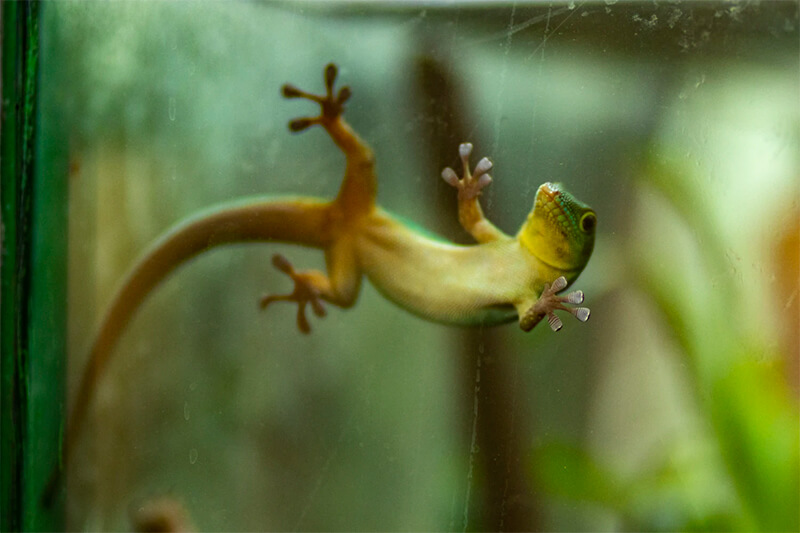Gecko descansando sobre uma superfície de vidro.